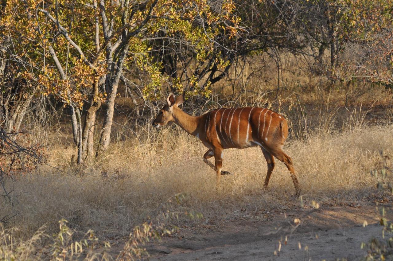 Kelora Bush Camp Hotell Hoedspruit Exteriör bild