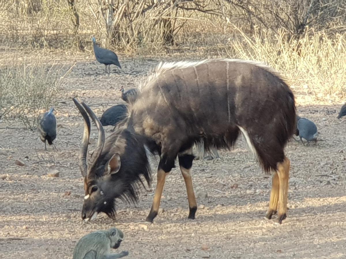 Kelora Bush Camp Hotell Hoedspruit Exteriör bild