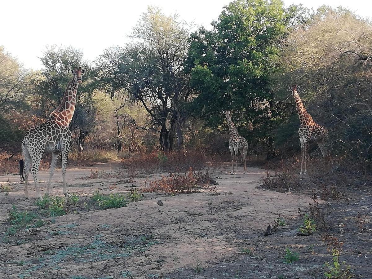 Kelora Bush Camp Hotell Hoedspruit Exteriör bild