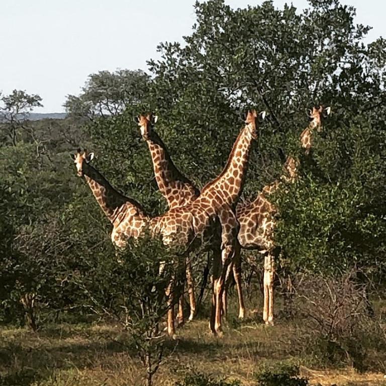 Kelora Bush Camp Hotell Hoedspruit Exteriör bild