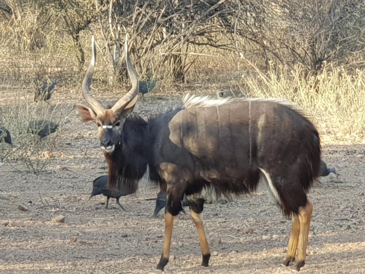 Kelora Bush Camp Hotell Hoedspruit Exteriör bild